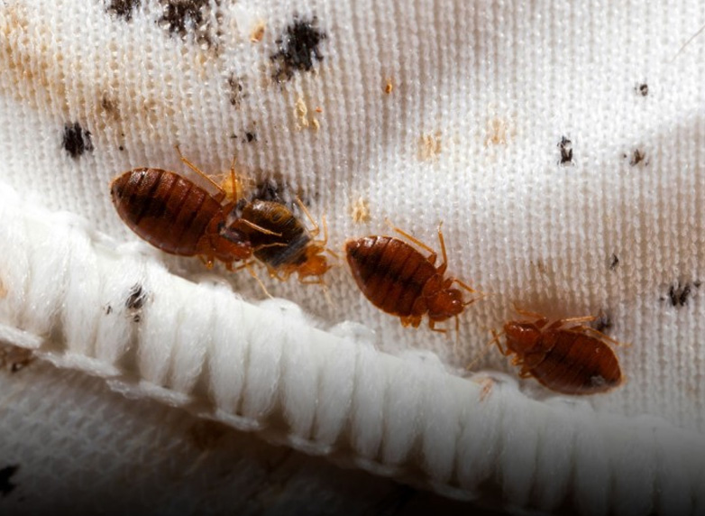 Bedbugs